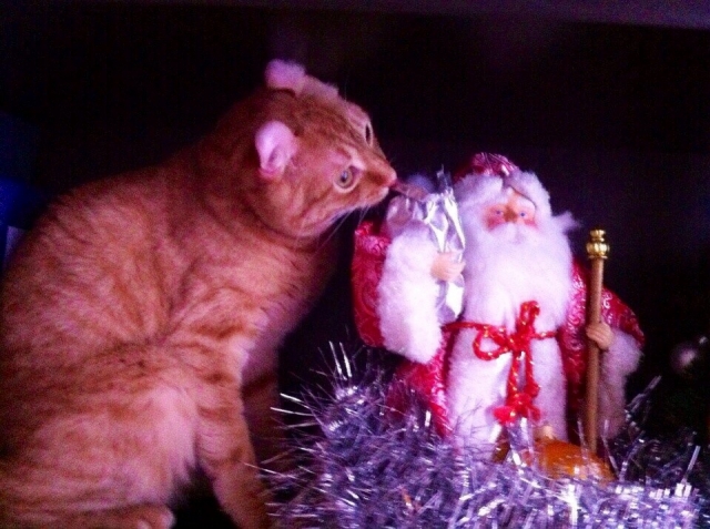 Котики тоже любят подарки